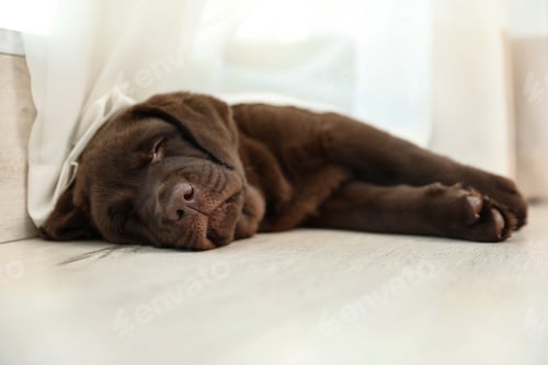Preview: Chocolate Labrador Retriever puppy sleeping on floor indoors