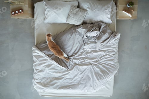 Preview: Cat on bed in the bedroom