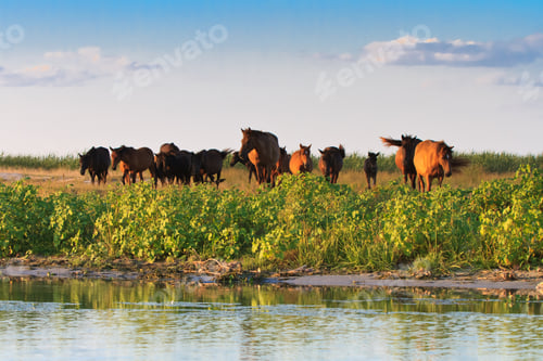 Preview: horses on the edge of a channel of water