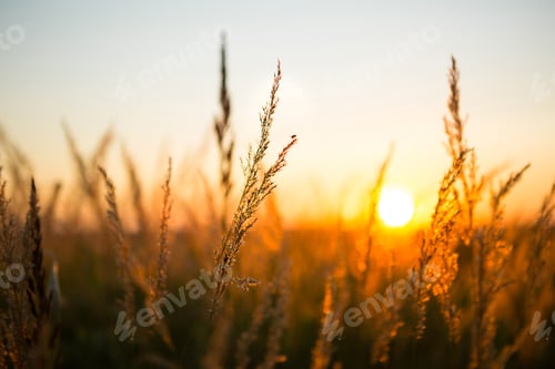 Preview: Dry grass-panicles of the Pampas against orange sky with a setting sun