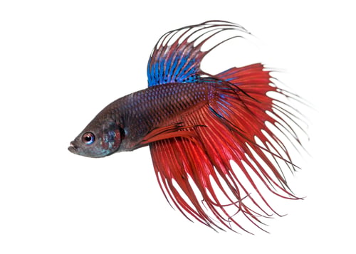 Preview: Side view of a Siamese fighting fish, Betta splendens, isolated on white