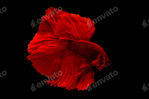 Preview: Dark red betta fish, Siamese fighting fish was isolated on black background