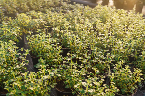 Preview: Lush Green Plants in Pots in a Garden