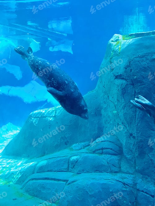 Preview: California Sea Lion diving and swimming in the aquarium at SeaWorld in San Diego California