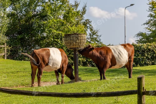 Preview: two cows eating hay at a straw basket in a green field