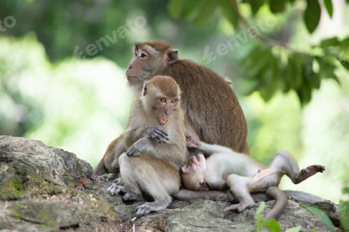 Preview: Macaque monkeys in the forest.