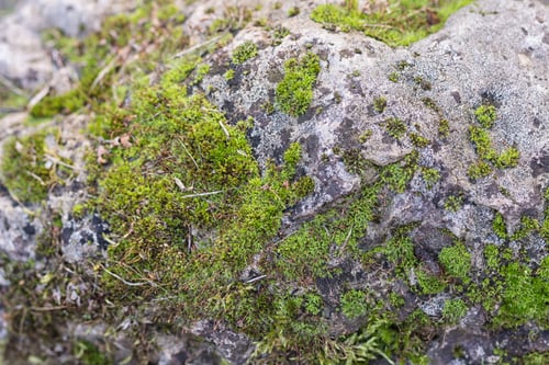 Preview: texture of a boulder with moss