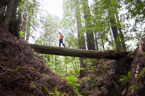 Preview: Adventurer crossing a fallen tree in a lush forest