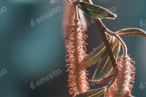 Preview: Willow