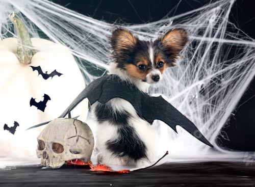 Preview: puppy papillon dog in studio