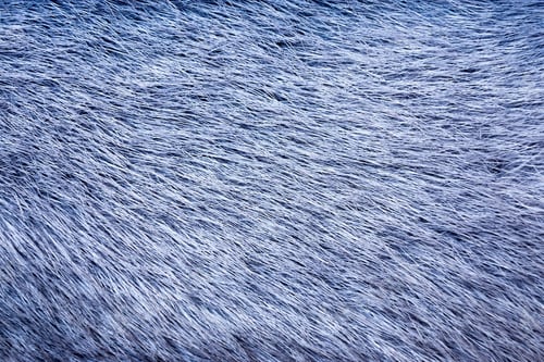 Preview: Fluffy Texture Of Fur Of Wild Animals Of Blue Color For Abstract Backgrounds