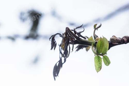 Preview: Walnut leaves after frosting. Dried frozen tree leaves in spring after cold nights. Loss of harvest