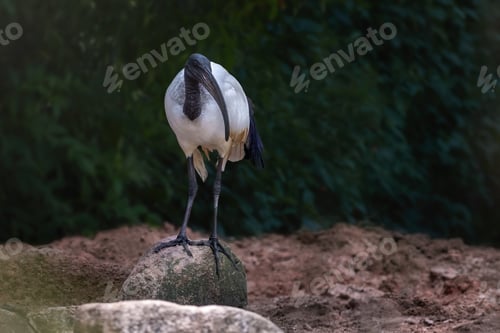 Preview: African Sacred Ibis (Threskiornis aethiopicus)