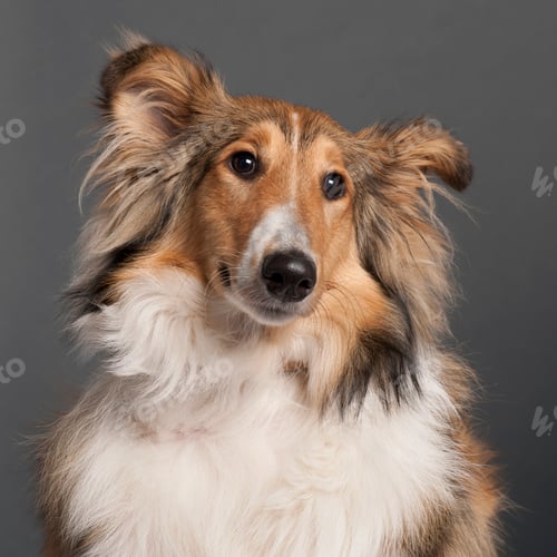 Visualização: Collie