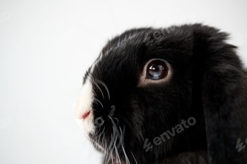Preview: Close Up Of Miniature Black And White Flop Eared Rabbit Lying On White Background
