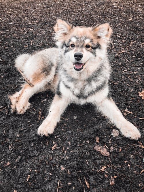 Preview: Portrait of a happy young puppy finnish lapphund dog lying tired on the ground