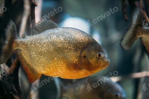 Preview: Red-bellied Piranha Or Red Piranha Fish Pygocentrus Nattereri Sw