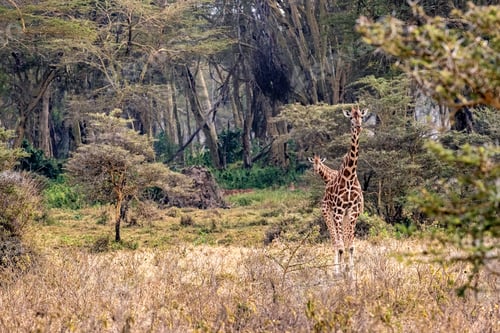 Preview: Rothschild Giraffe Walking Through Lake Nakuru Kenya