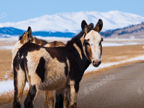 Preview: Donkey