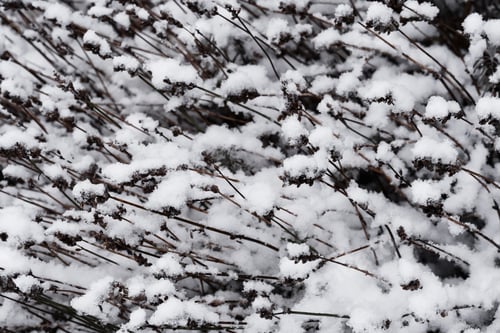 Preview: White snow on bare tree branches on a frosty winter day