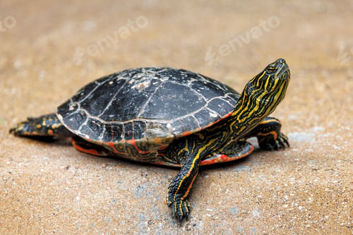 Preview: The red-eared slider or red-eared terrapin (Trachemys scripta elegans)