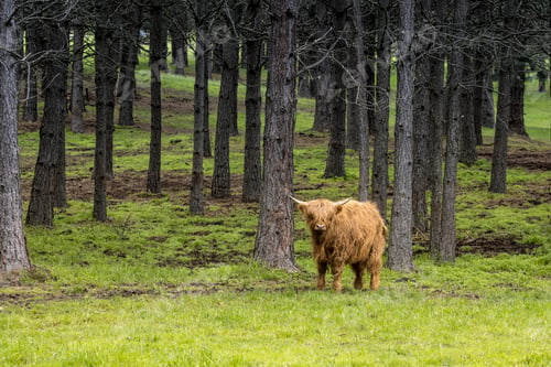 Preview: Brown highland cow in the pasture.