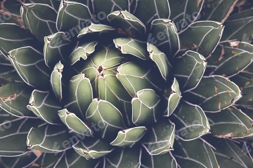Preview: Close up of agave succulent plant, selective focus, toning