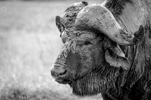Preview: The head of a buffalo, Syncerus caffer, head covered in mud, wet fur, looking away, in black and