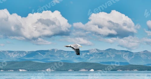 Preview: Gull flying over background of beautiful scenery. Scenic clouds, mountains, green island and water