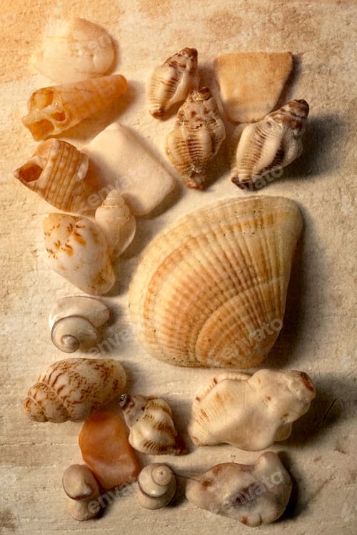 Preview: Shells With Sand In Vintage Color Style