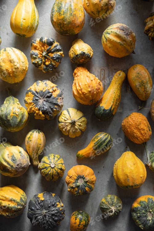 Preview: Background of mini decorative pumpkins