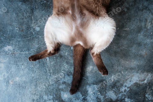 Preview: Siamese cat lying on the floor