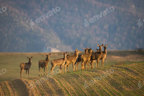 Preview: Red deer herd standing on grassland in spring nature