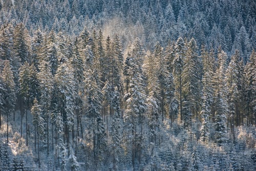 Preview: Bright landscape with tall evergreen pine trees during heavy snowfall in winter mountain forest