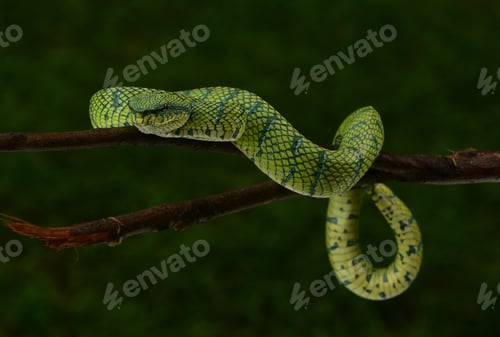 Preview: Close up of Tropidolaemus subannulatus, Bornean keeled green pit viper on the branch