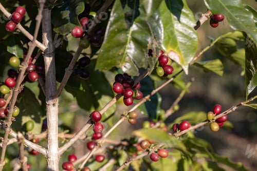 Preview: Coffee tree concept. Organic coffee berries beans.