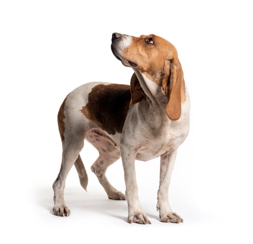 Preview: Standing Artois Hound isolated on white