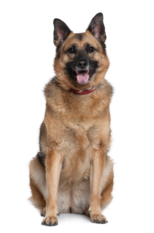 Preview: Mixed German Shepherd, 6 years old, sitting in front of white background