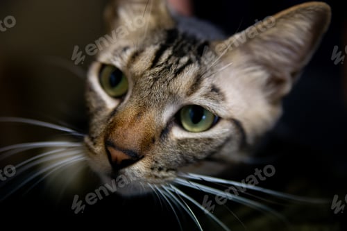 Preview: Portrait of a cat with green eyes