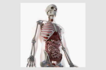 Preview: Rigged Male Anatomy: Skin, Skeleton and Organs