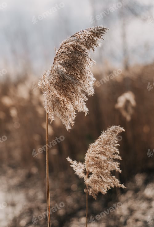 Preview: Dry beige common reed natural background. Beautiful trendy decor in Scandinavian minimalist style