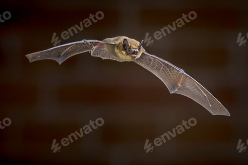 Preview: Flying Pipistrelle bat in front of brick wall