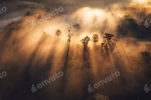 Preview: Sunrise in the forest,Orange light through morning fog in forest, high angle view