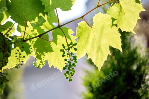 Preview: Green sprouts of grape branch growing in vine yard in spring garden