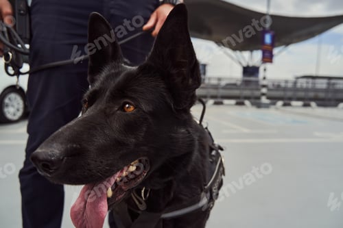 Preview: Police detection dog on duty with security officer at airport