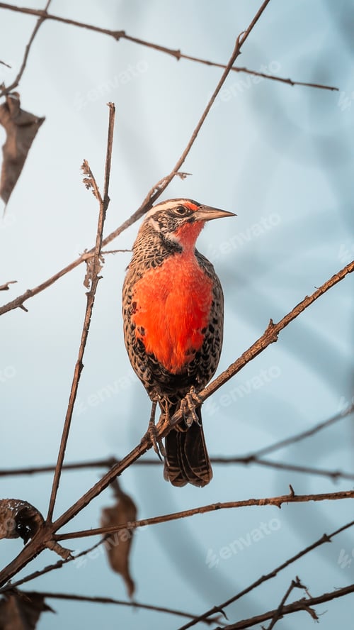 Preview: Vibrant red long-tailed meadow bird (Leistes loyca) bird perched on a leafless tree branch