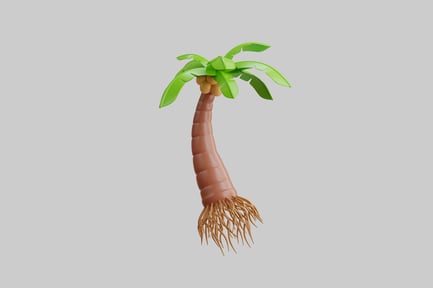 Tropical coconut palm tree