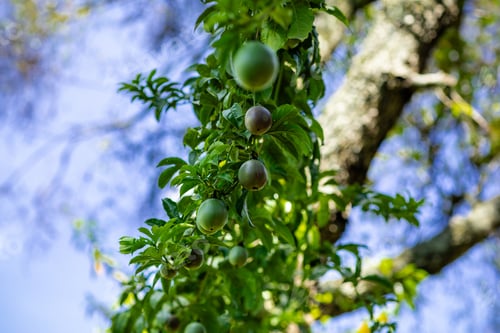 Preview: Passion fruit plant granadilla tree climbing vegetation Kenya East Africa