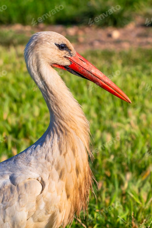Preview: White Stork