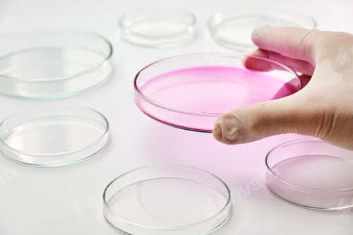 Visualização: Feche um cientista ou biólogo com luvas de borracha segurando uma placa de Petri com mídia colorida para